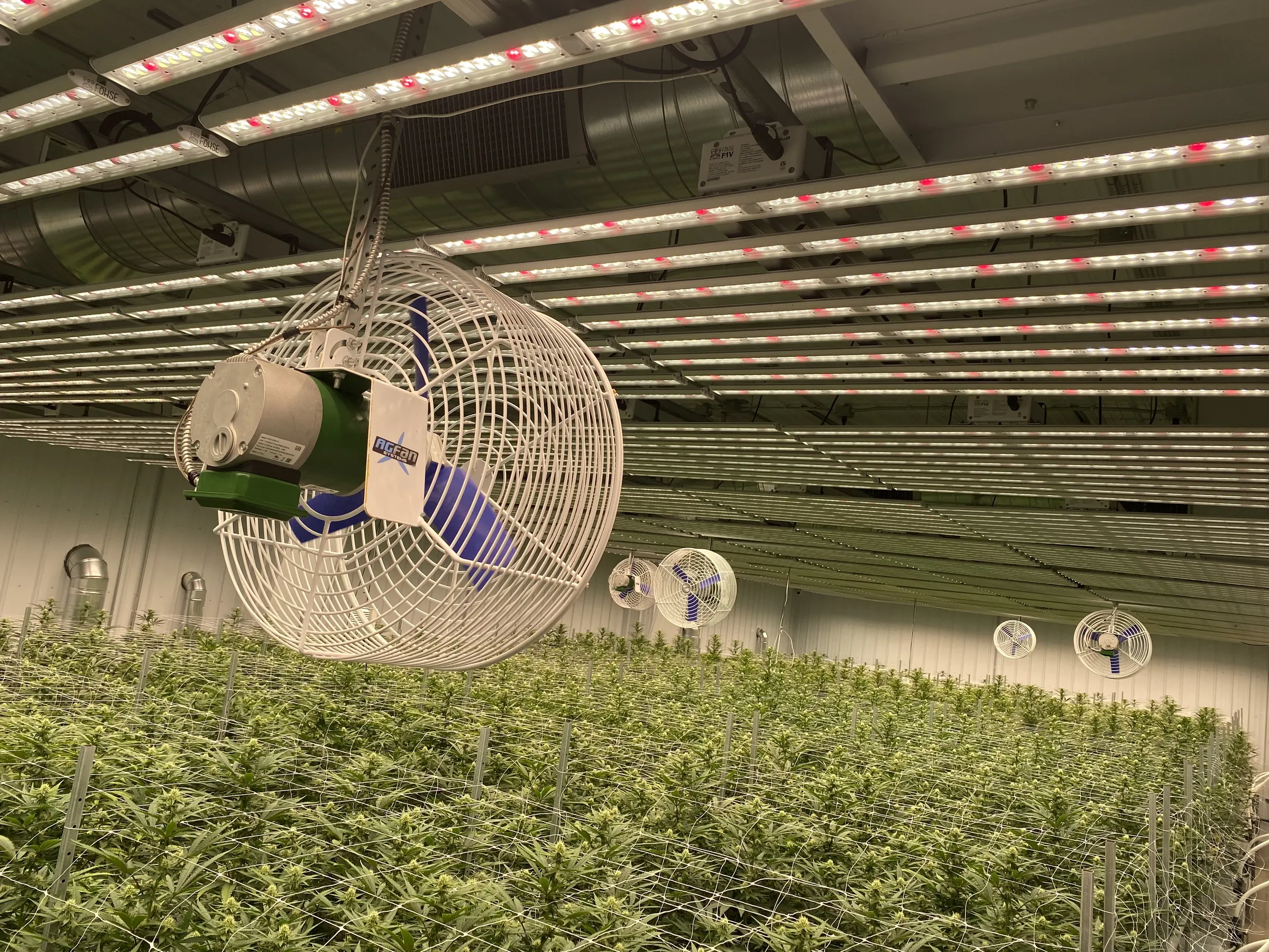 Horizontal airflow fans over a flower room under LED bars