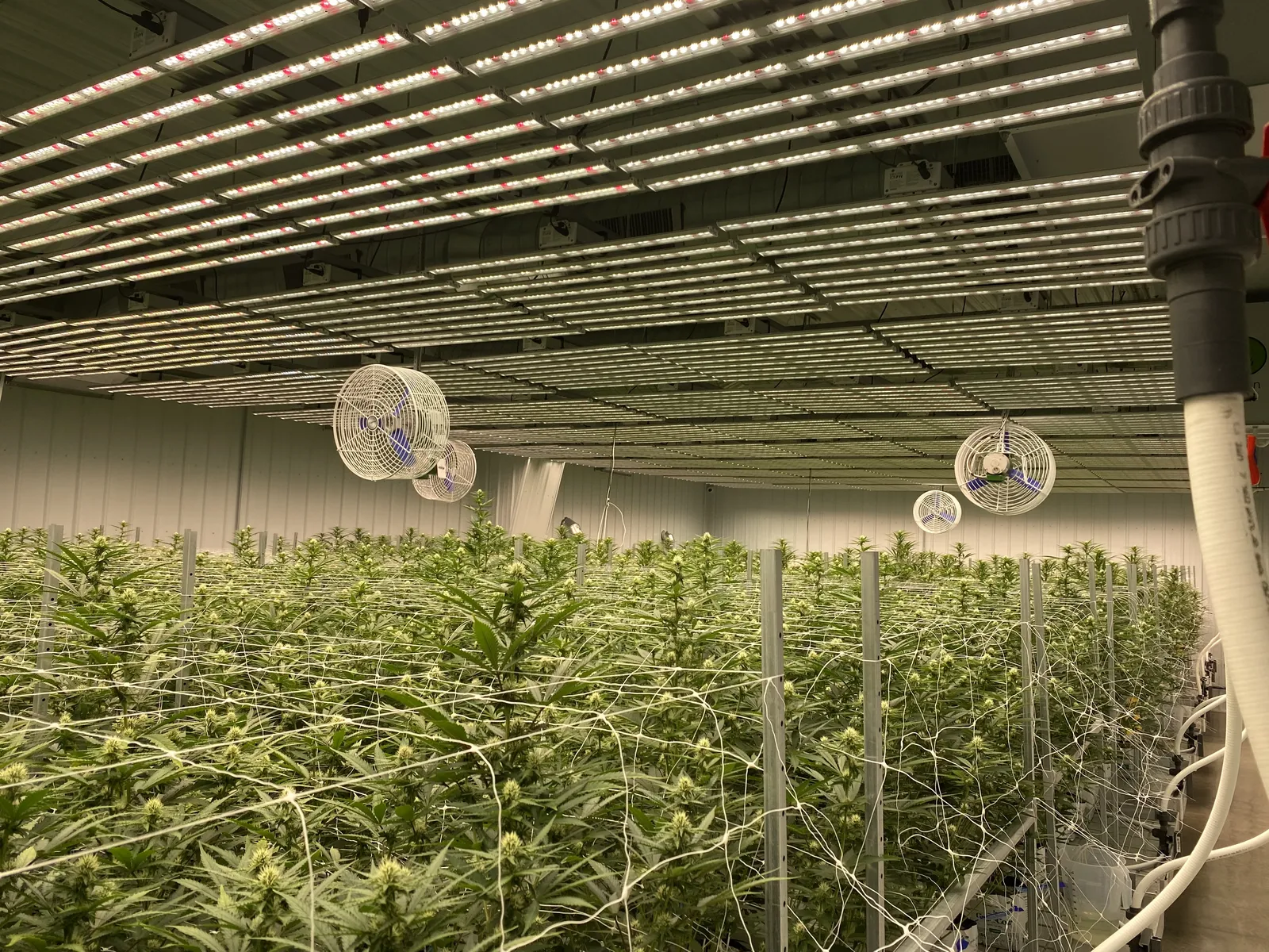 Vegetative room under LED bars with irrigation manifold and fans