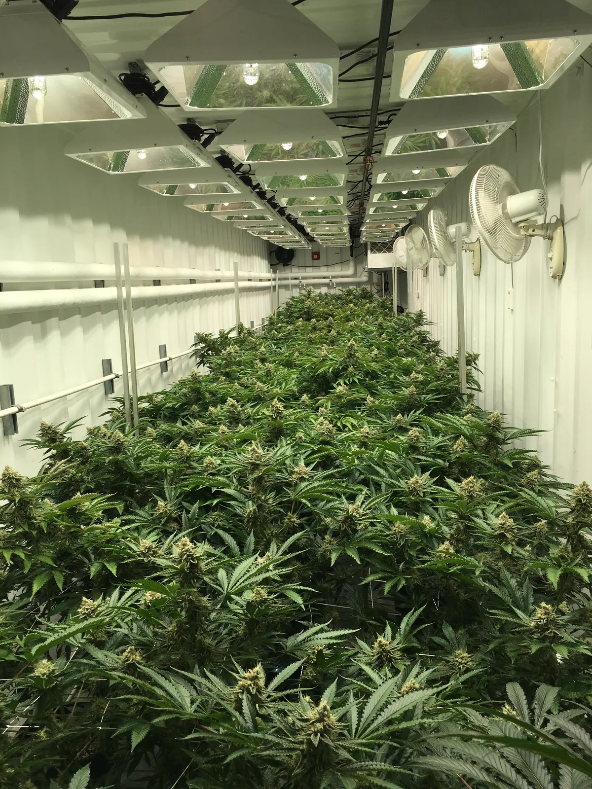 Same container room at full canopy after the engagement