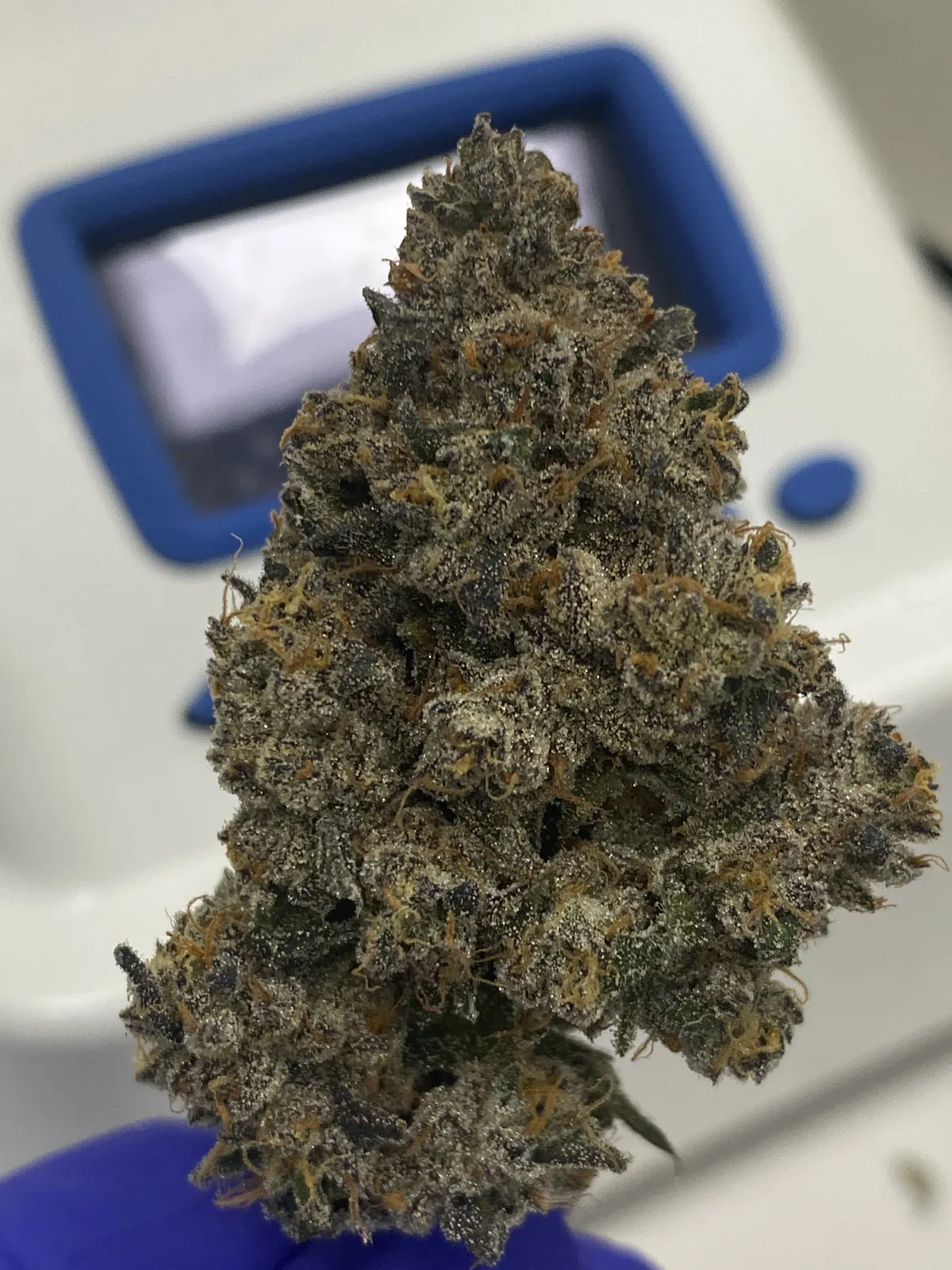 Cured flower held in front of a testing instrument