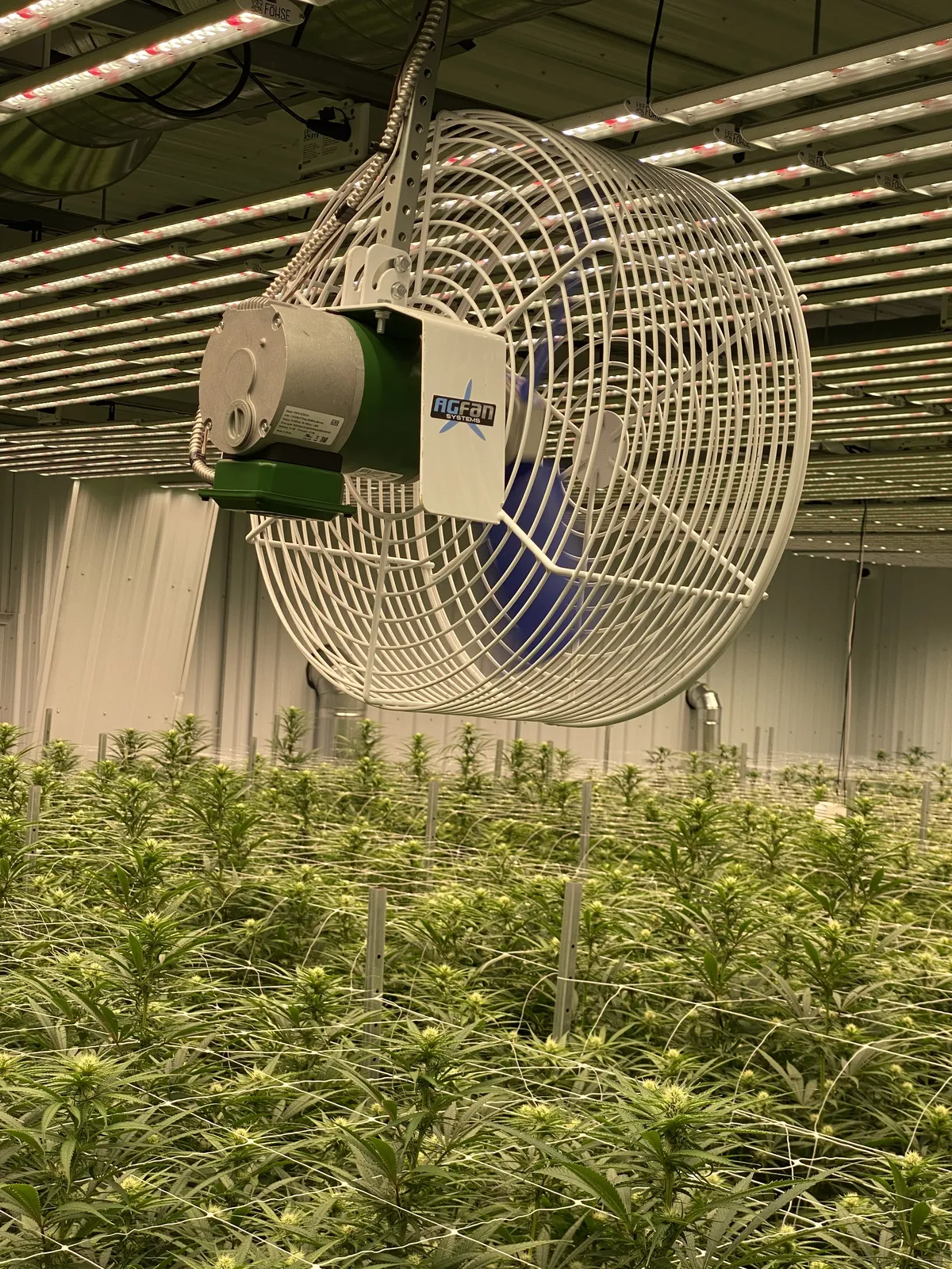 Circulation fan over a flowering canopy under LED bars