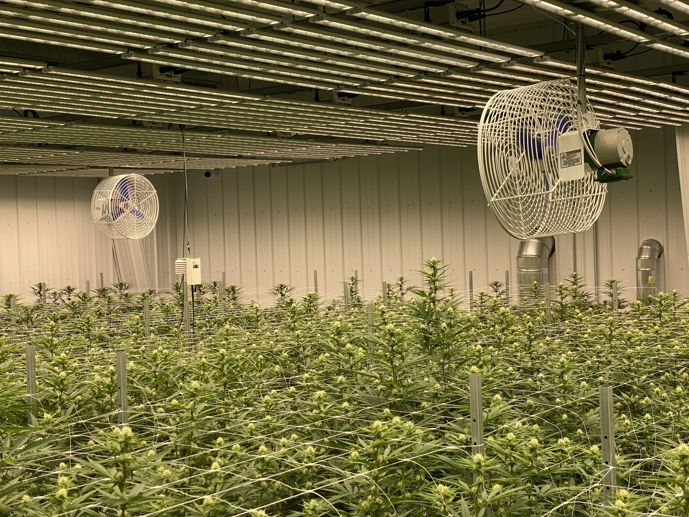 Flowering canopy under LED bars with horizontal airflow fans and trellis netting