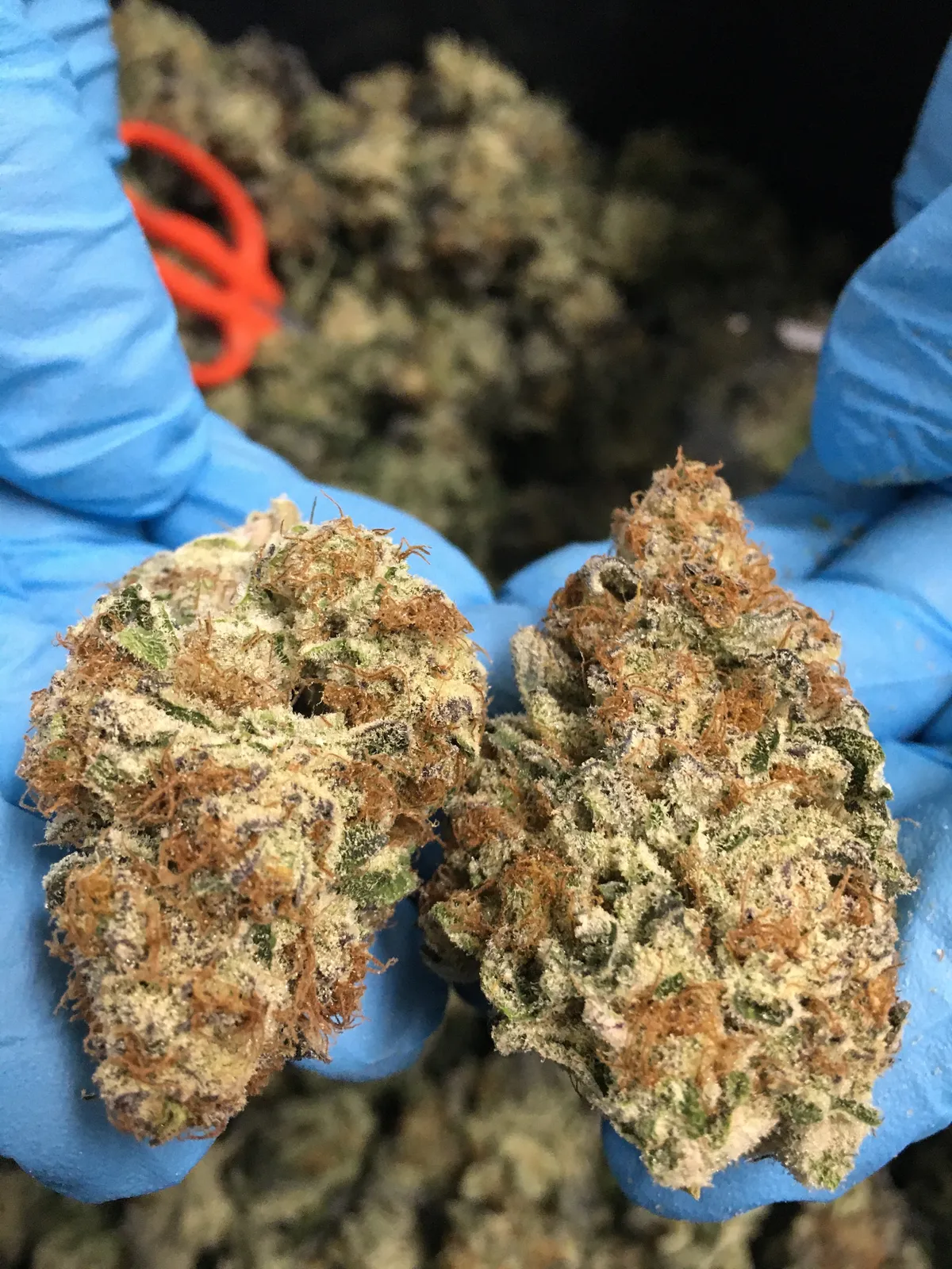 Two cured flowers held in gloved hands over a bin of trimmed flower