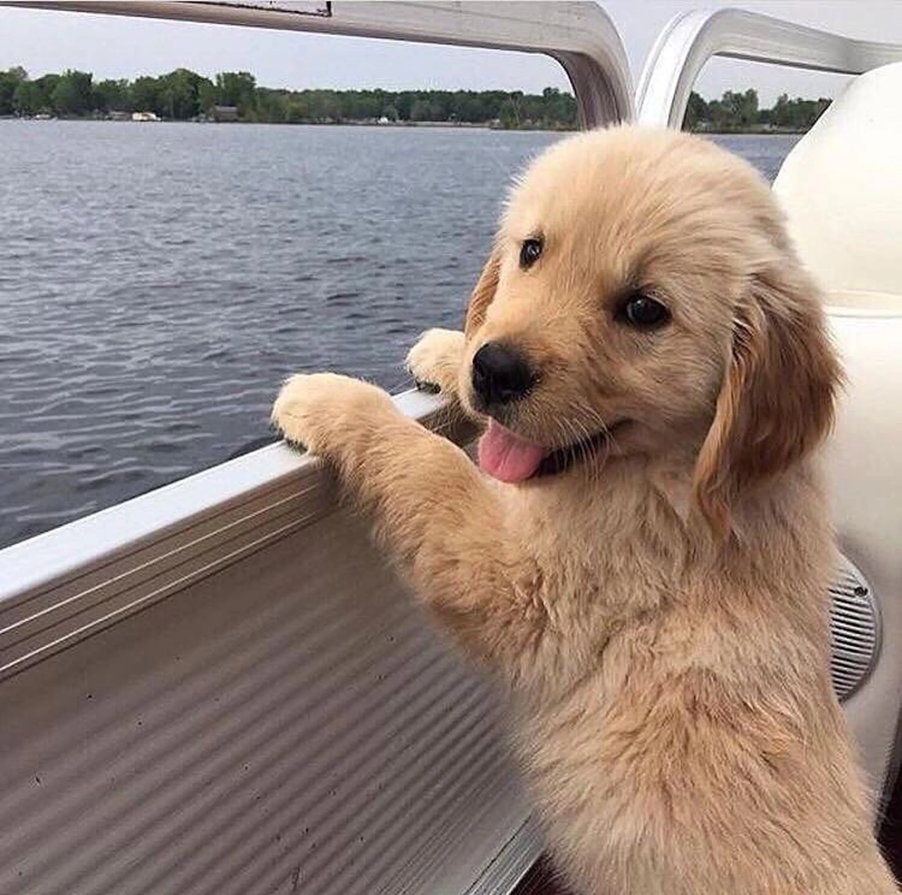 Avoid ruff seas while boating with pets and take these tips for planning, activities, and products to experience smooth sailing.
