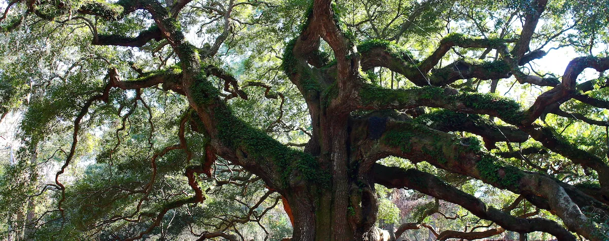 Just under 12 miles from Charleston with a sleepy, southern vibe, lies the 84-square miles of Johns Island, South Carolina.