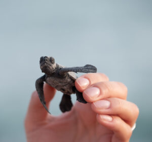 Hatchling in Hand - ecofriendly boating - marinalife