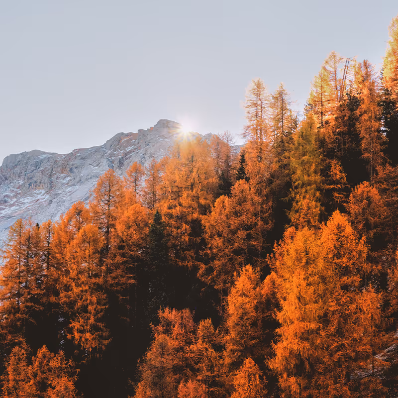 Fall nature scene