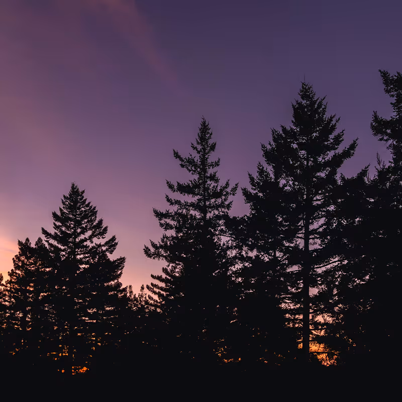 Sunset behind trees