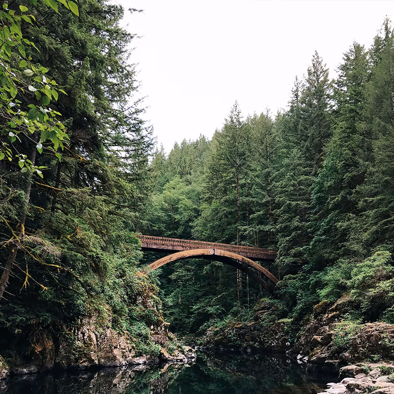 Wooden bridge in green forest