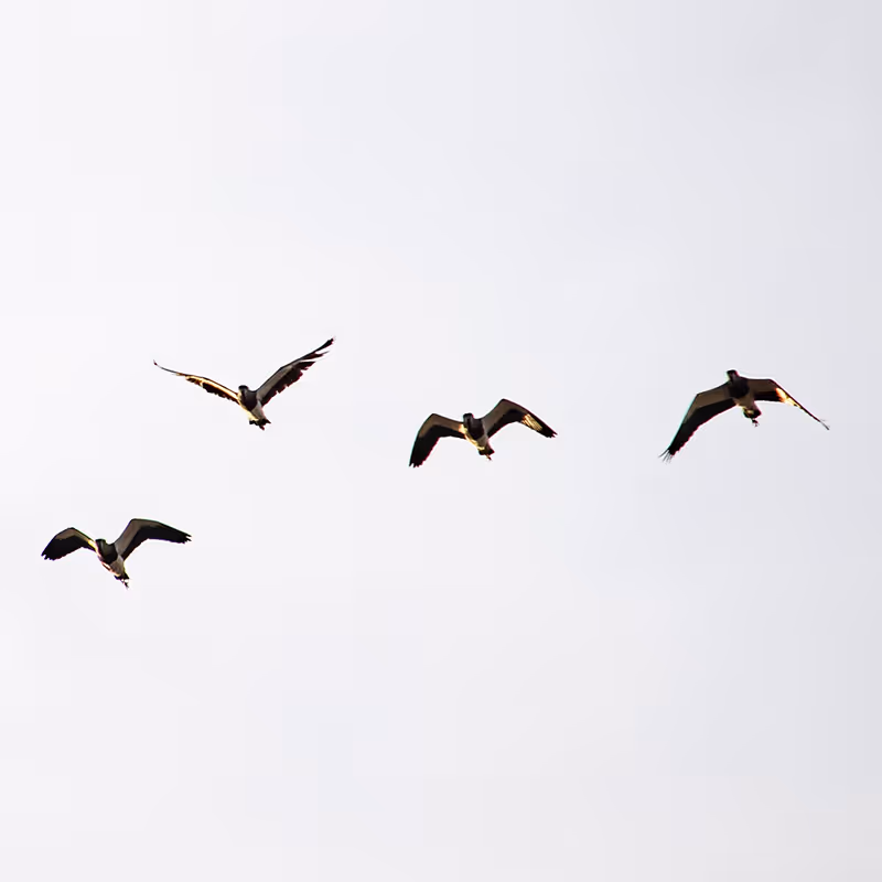 Four flying birds