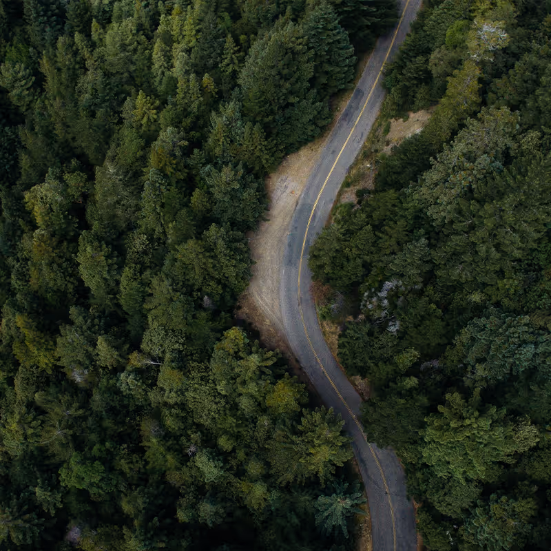 Road weaving through forest