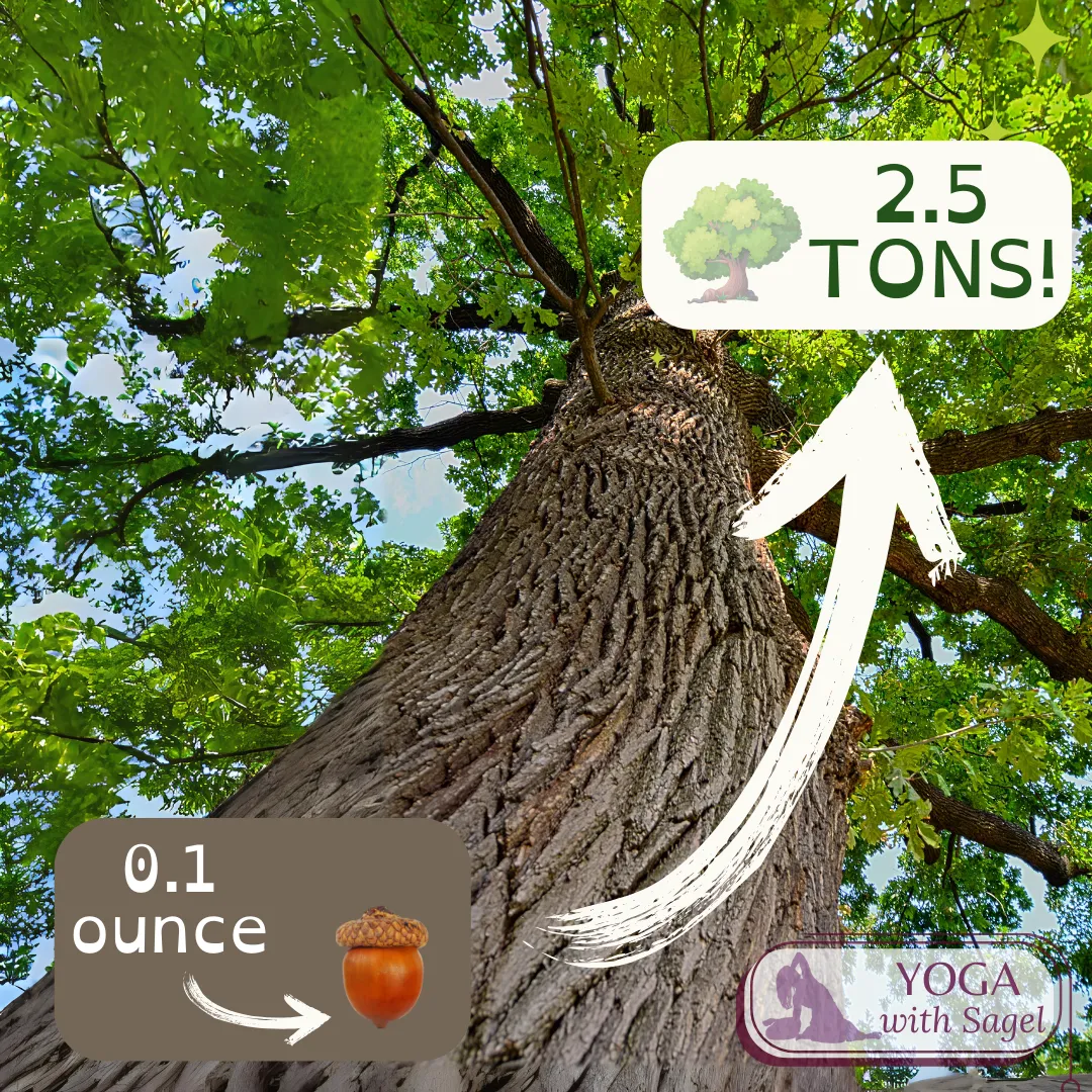 a picture of an acorn and a giant oak tree
