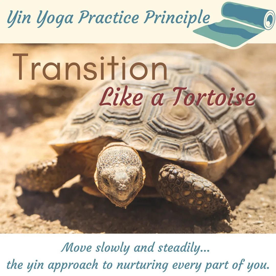 a giant tortoise in the desert