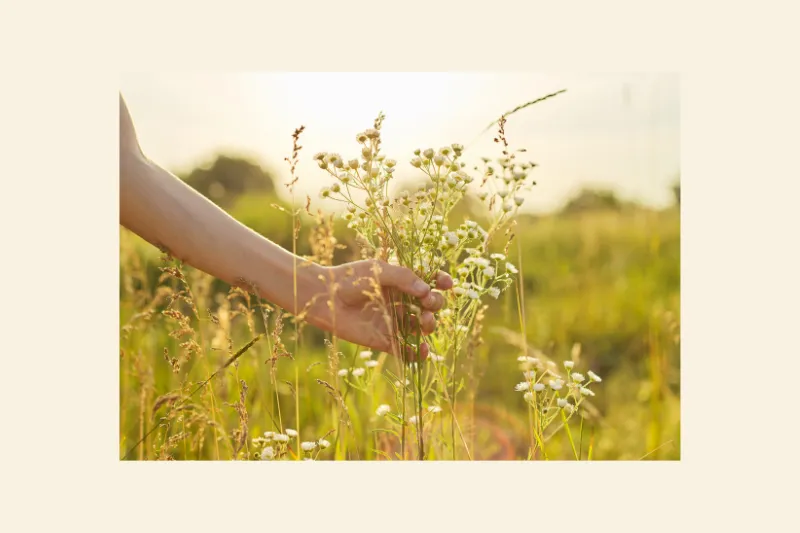 golden field in spring with a hand touching flowers