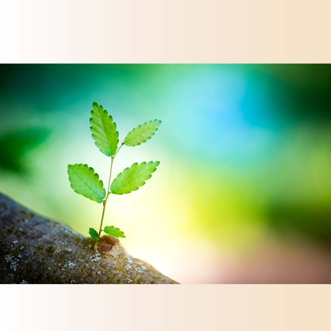 picture of a small branch with green leaves growing from a tree