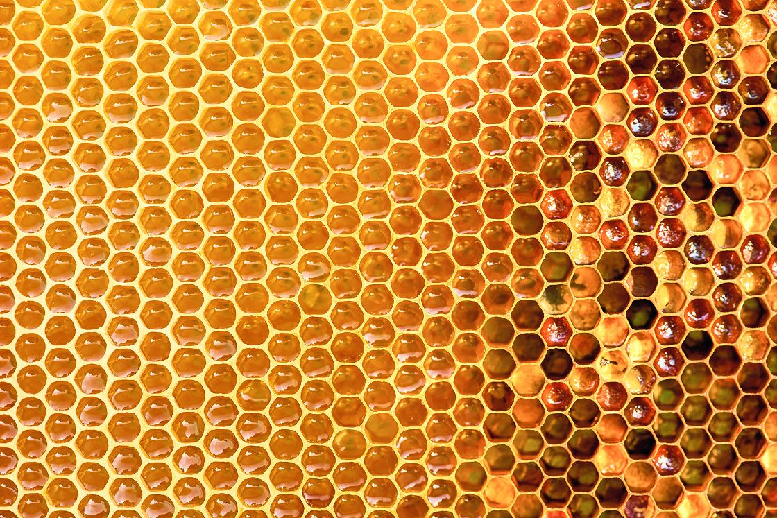 Hive