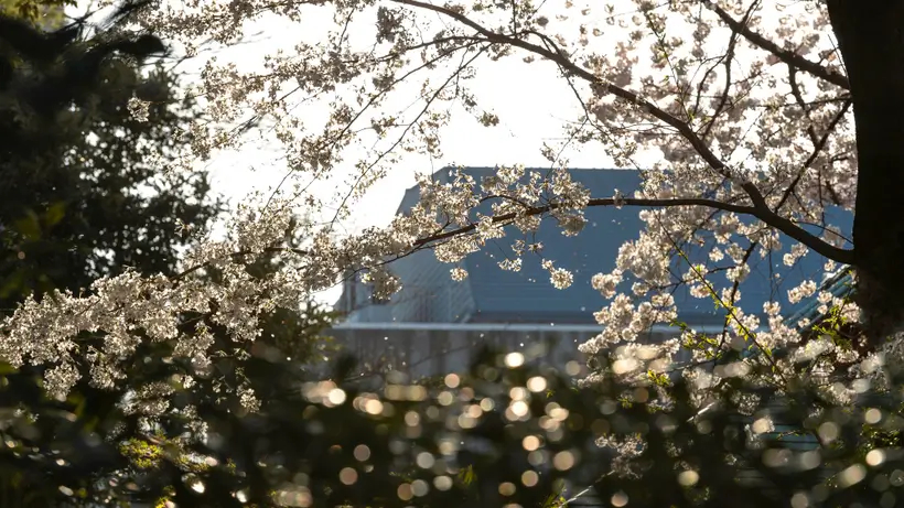 How can pollen data reshape your business