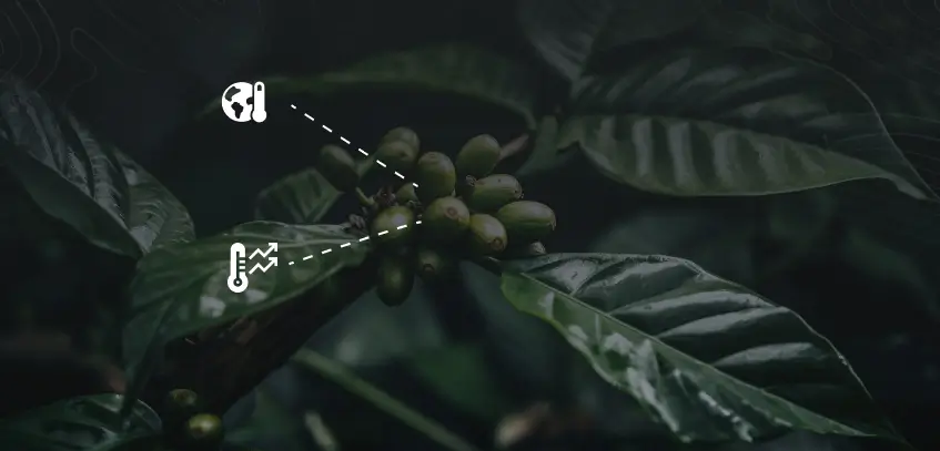 Climate change and coffee