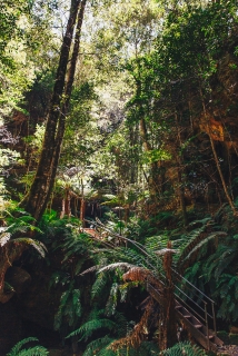 Tropical Forests of the Grand Canyon Walk