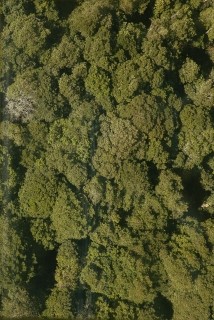 Tropical Forest Canopy in the Blue Mountains.