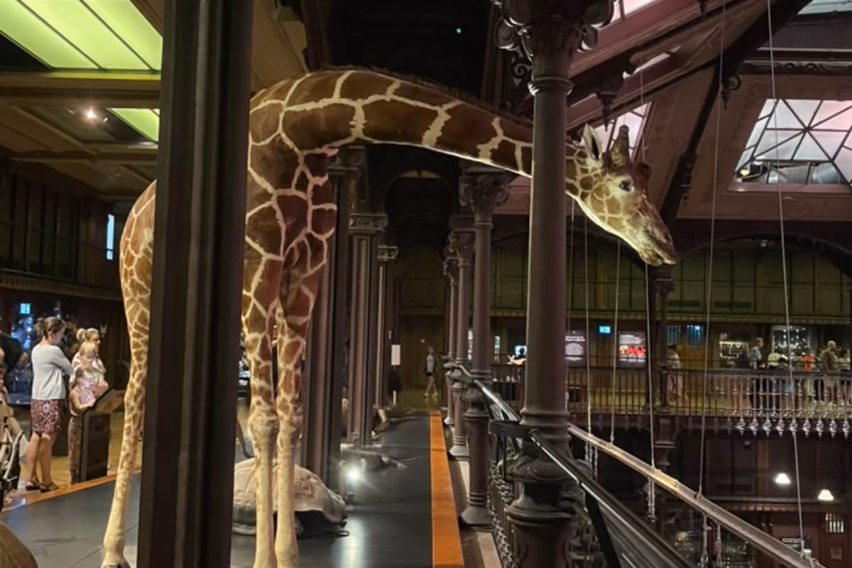 Giraffe exhibit in museum with visitors observing from behind a railing inside a large hall.