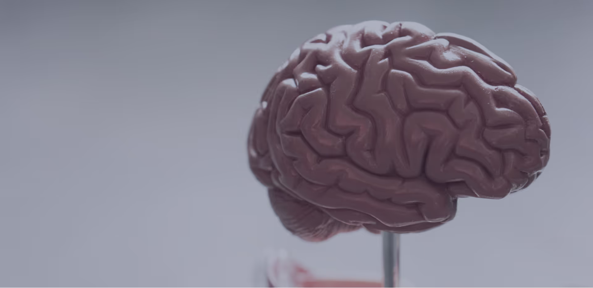 Una maqueta del cerebro para representar la especialidad de psiquiatría del Centro Médico Élite