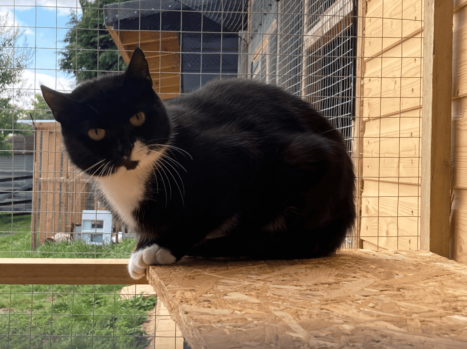 Our Cats - Filey Cat Rescue