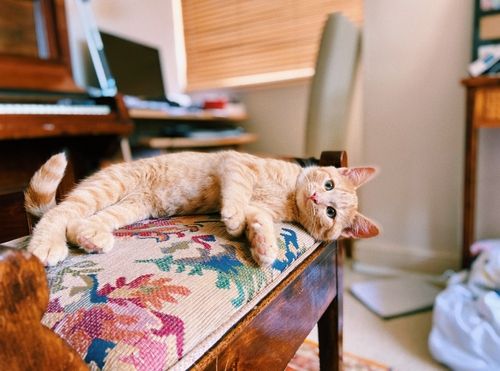 A ginger cat lying on a floral piano stool, next to a piano and computer.
