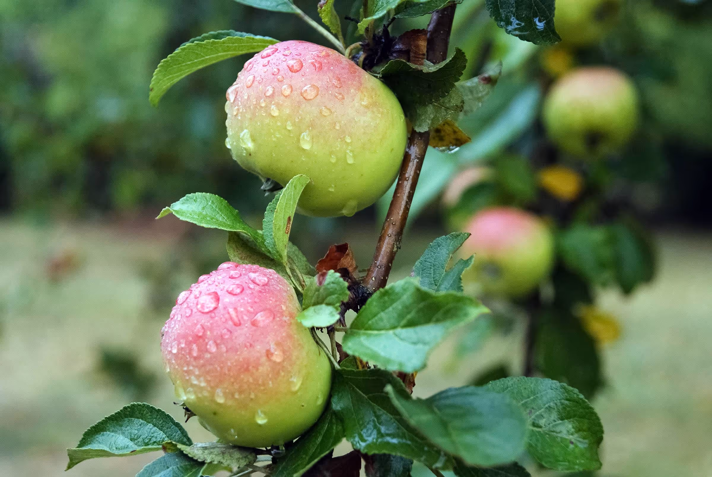 crisp apple with water drops on it
