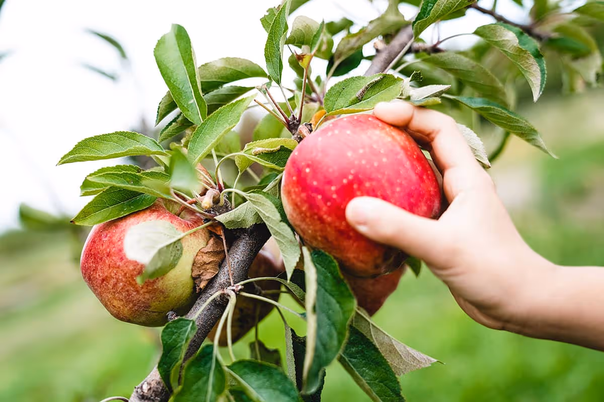 hand picking an apple off the tree