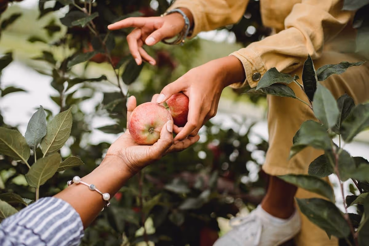Fresh picked apples being handed from a younger woman to an older woman at an apple orchard.