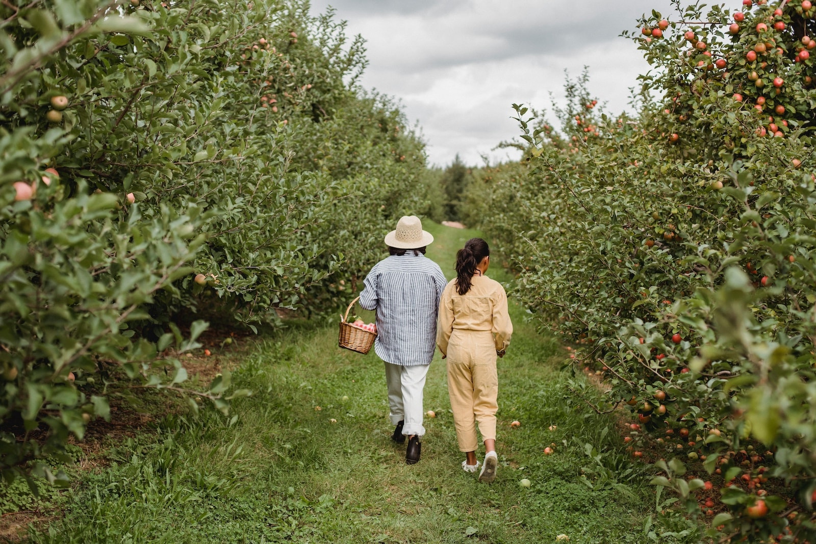 Family apple picking at Apple Dave's in Warwick New York