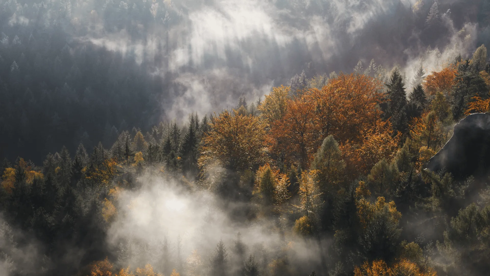Forests