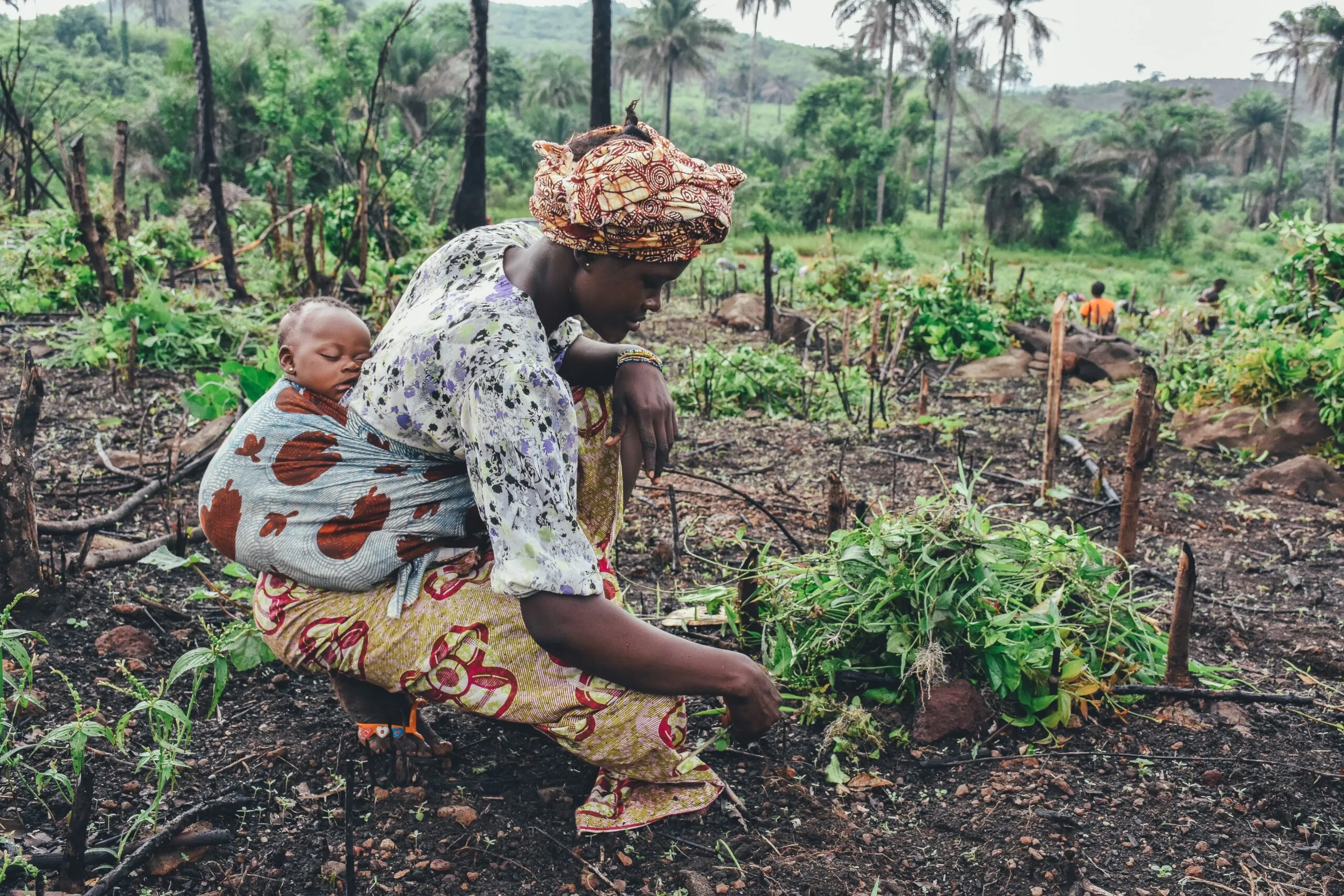 Agricultural & Smallholders