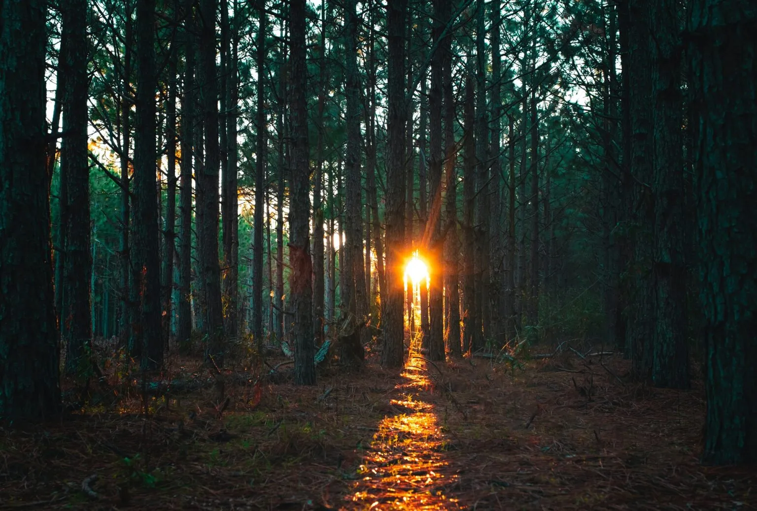 The concept of ‘High Conservation Value forests’ was born in the Forest Stewardship Council (FSC).