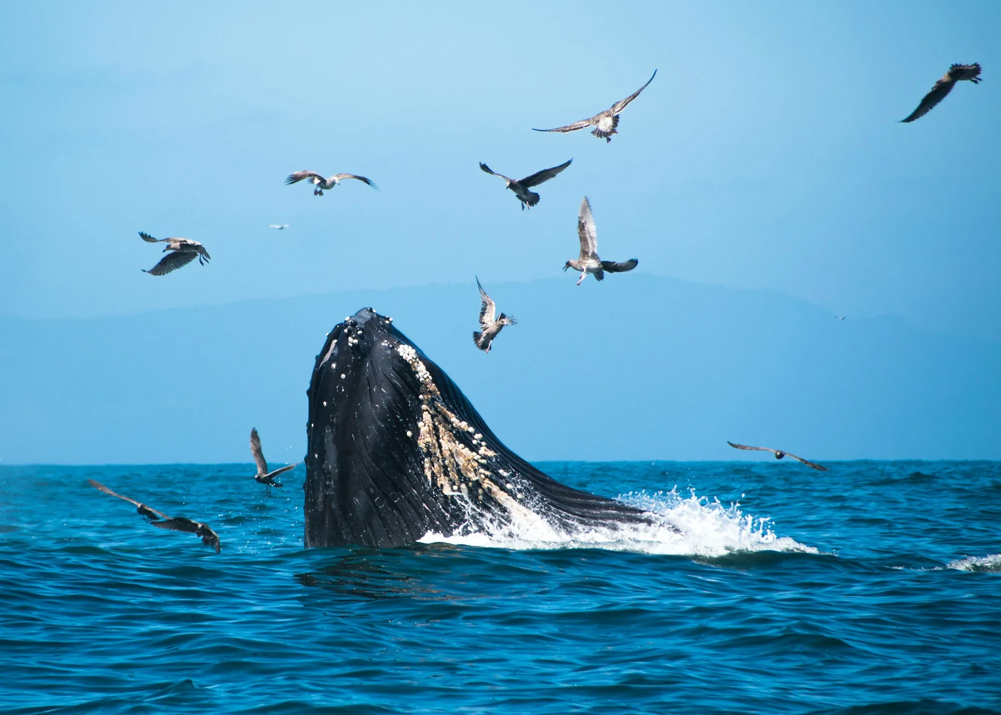 WWF Chile used the HCV Approach to support blue whale protection.