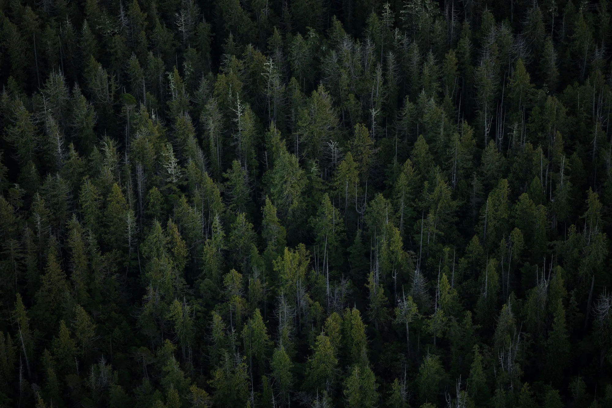 The Network collaborated with the Forest Stewardship Council (FSC) in amending the HCV definitions.