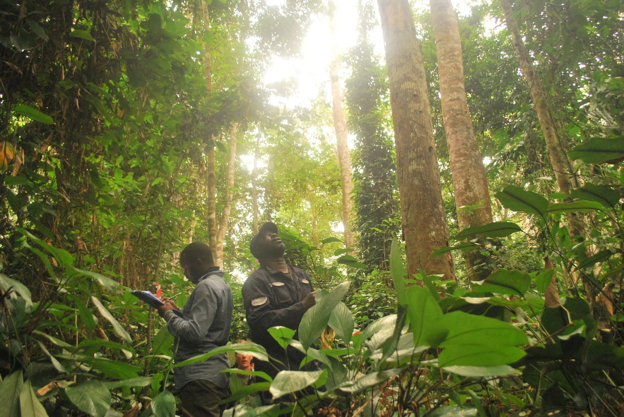 The Network started evaluating HCV-HCSA assessment reports. RSPO started requiring HCV-HCSA assessments prior to new plantations. Better Cotton Initiative adopted the HCV Approach into V2 of their Production Standard. The Soil Association adopted the HCV Approach into their Farm Standard.