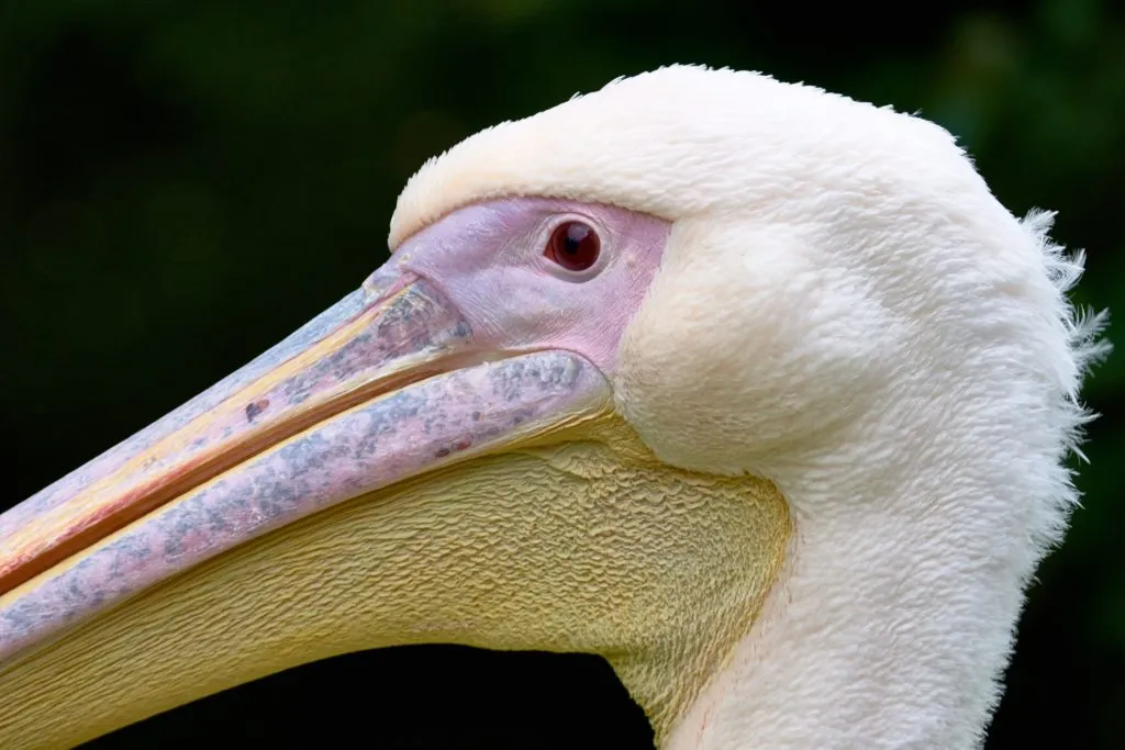 National Interpretations of High Conservation Values – new guide