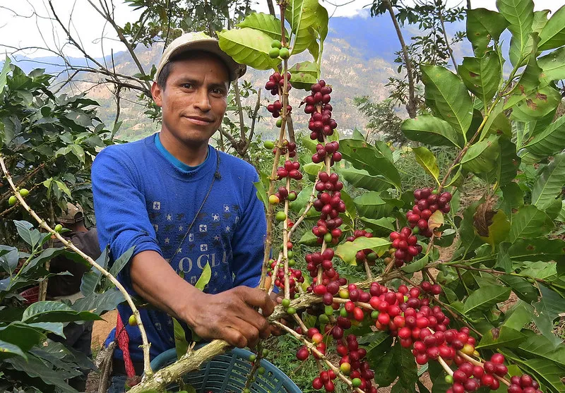 Rainforest Alliance’s revamped standard to strengthen protection of High Conservation Value areas