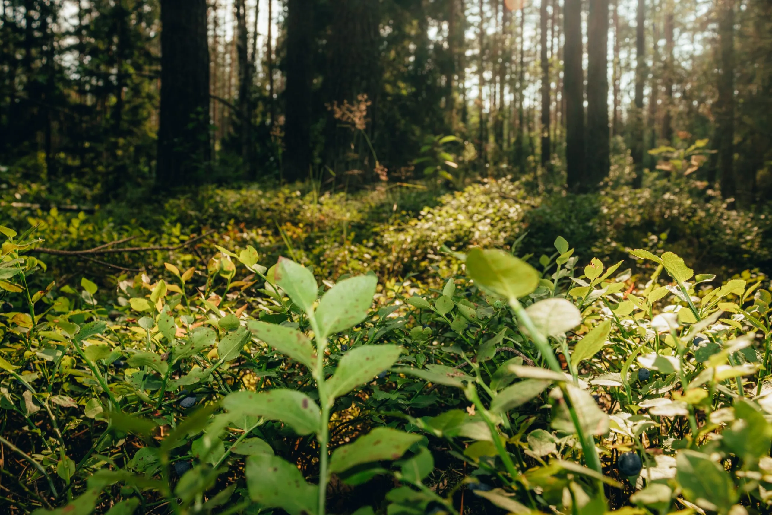 HCSA has a new Restoration and Remediation Guidance