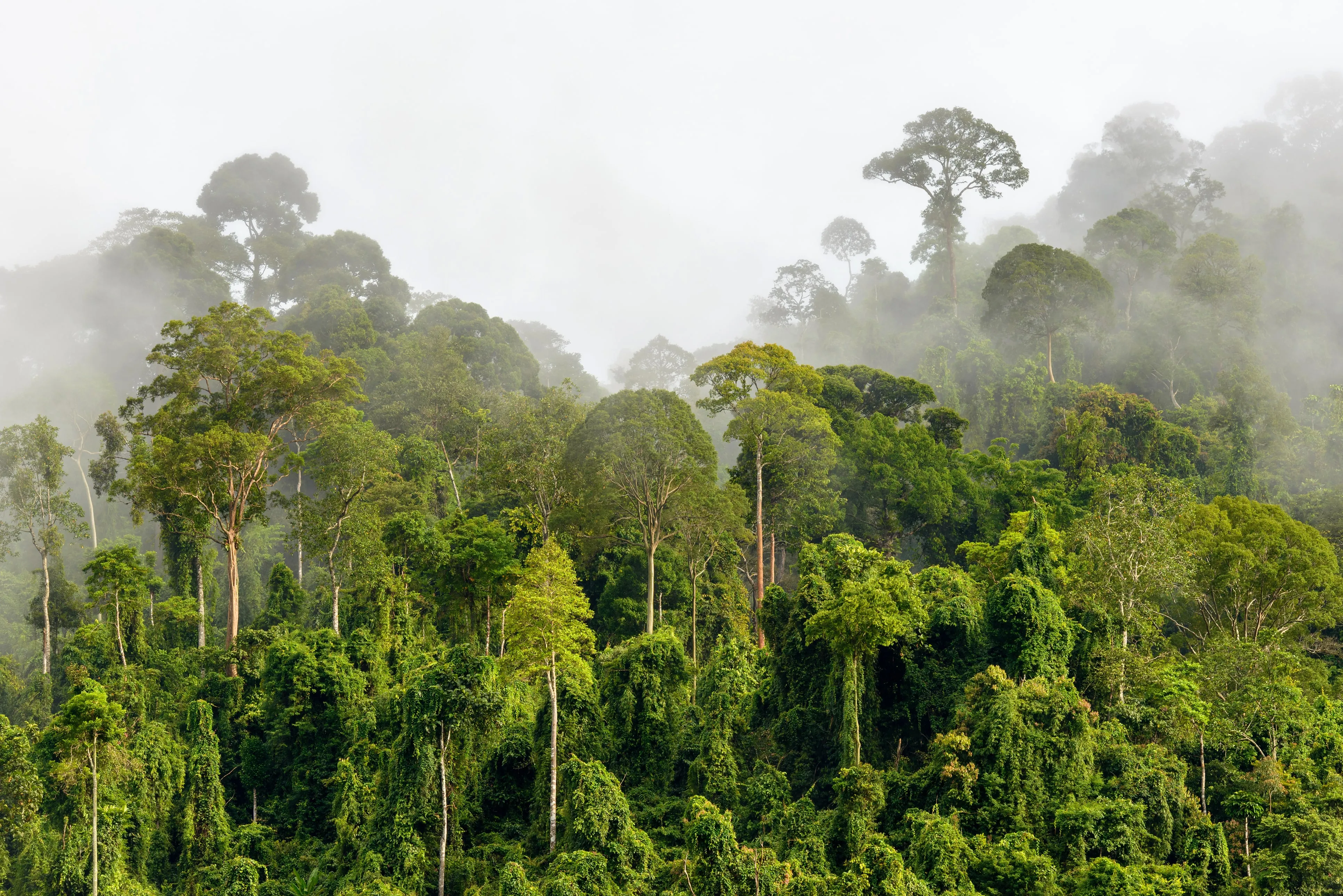Unlocking incentives for Nature-based Solutions with forest communities