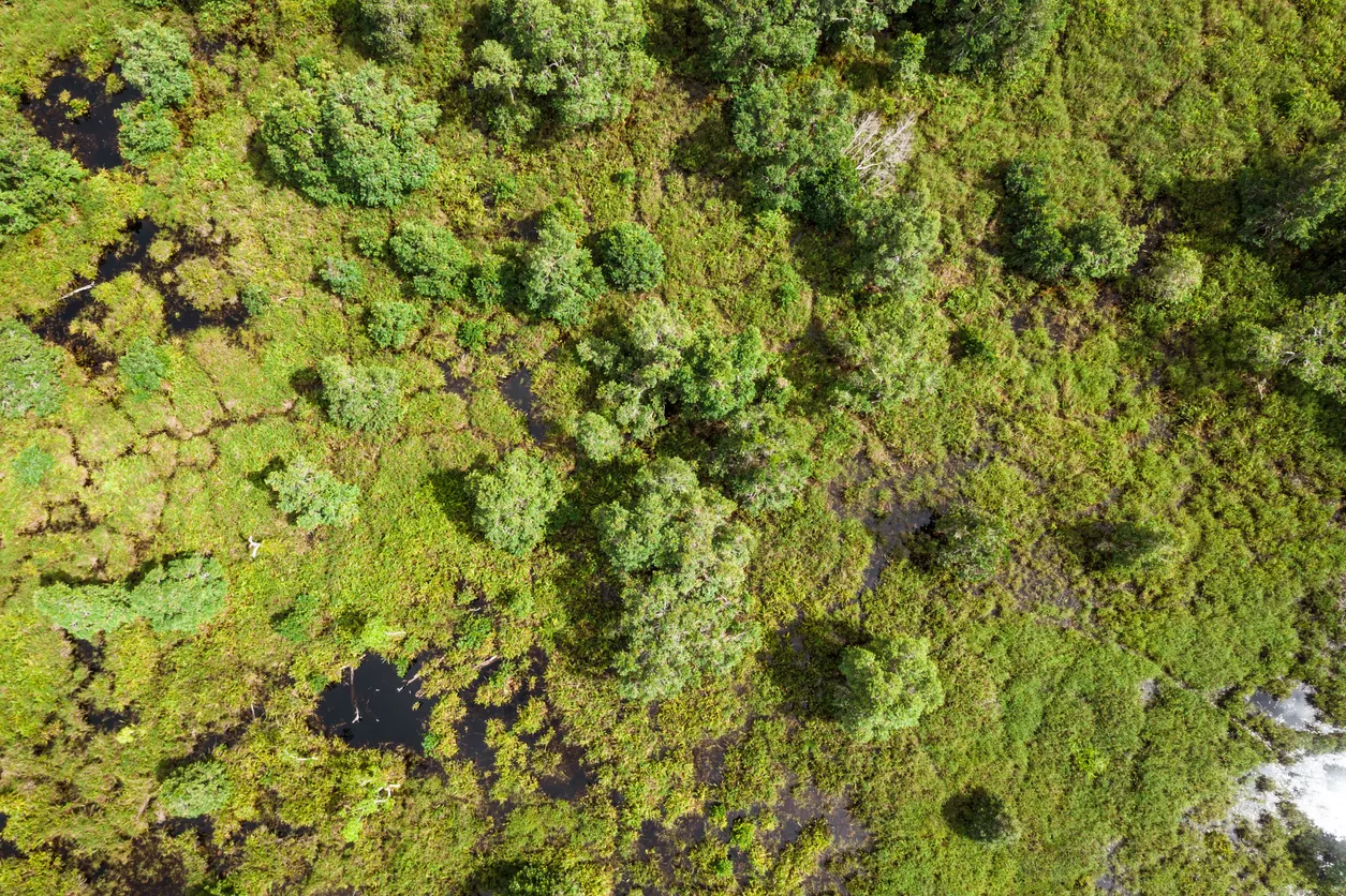 Débloquer des incitations pour des solutions fondées sur la nature avec les communautés forestières