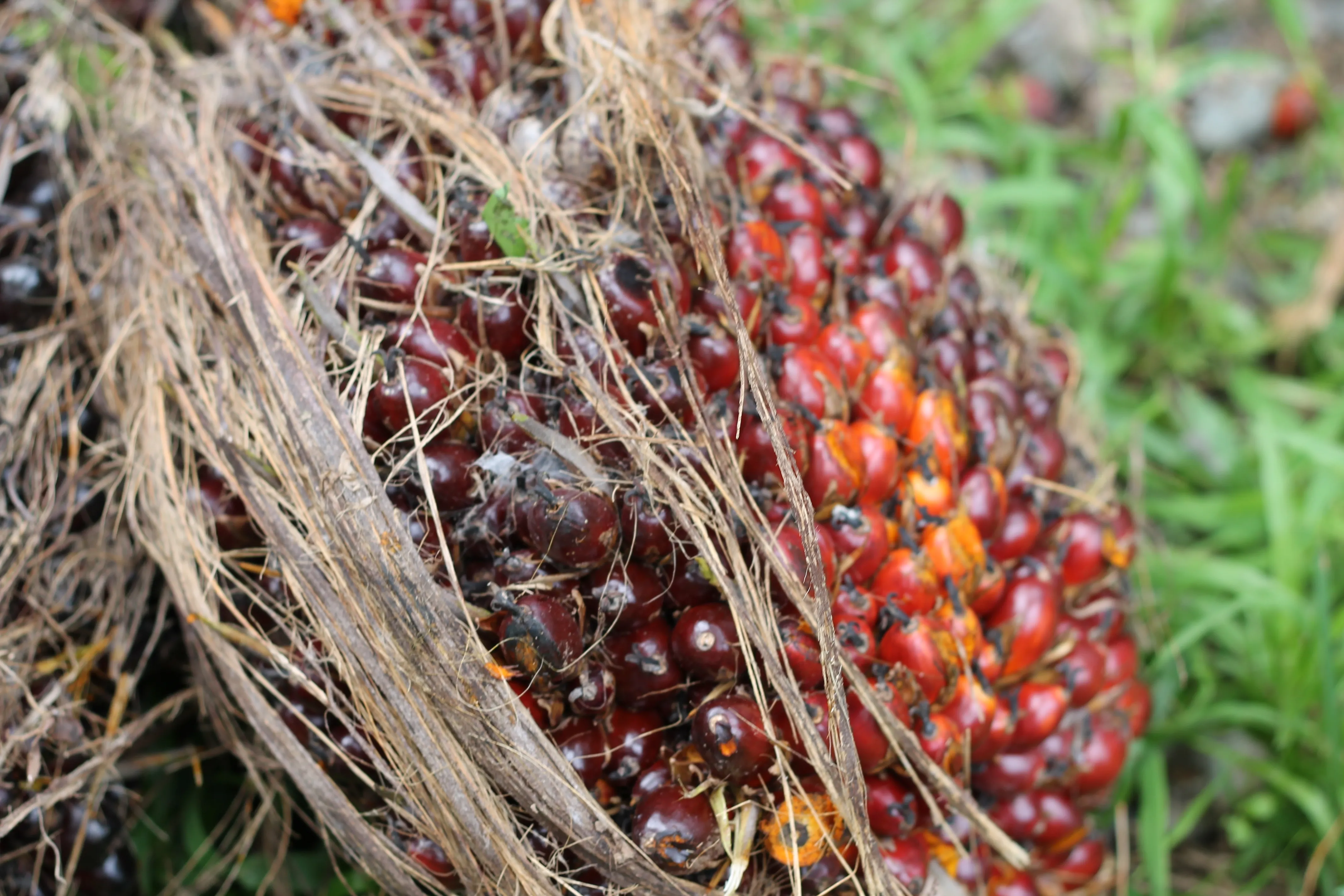 RSPO and HCVN to advance High Conservation Value Protection for Sustainable Palm Oil