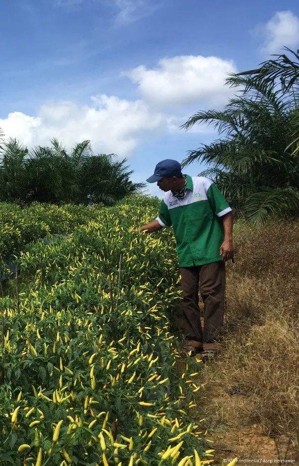 Independent smallholder implemented intercropping of chili with oil palm