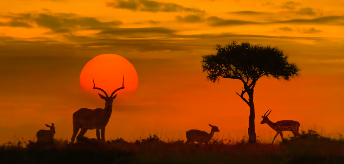 Silhouettes of antelopes and a tree against a large orange sun during sunset.