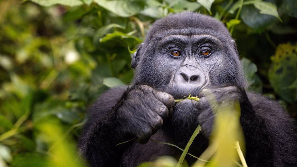 Close-up of a gorilla eating plants surrounded by green foliage in its natural habitat.