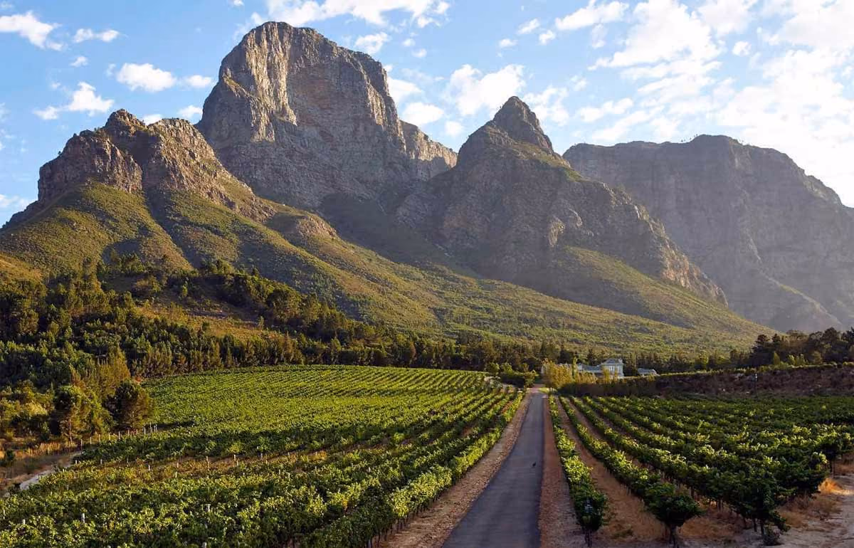 Road through green vineyard rows with large rocky mountains and blue sky in the background.