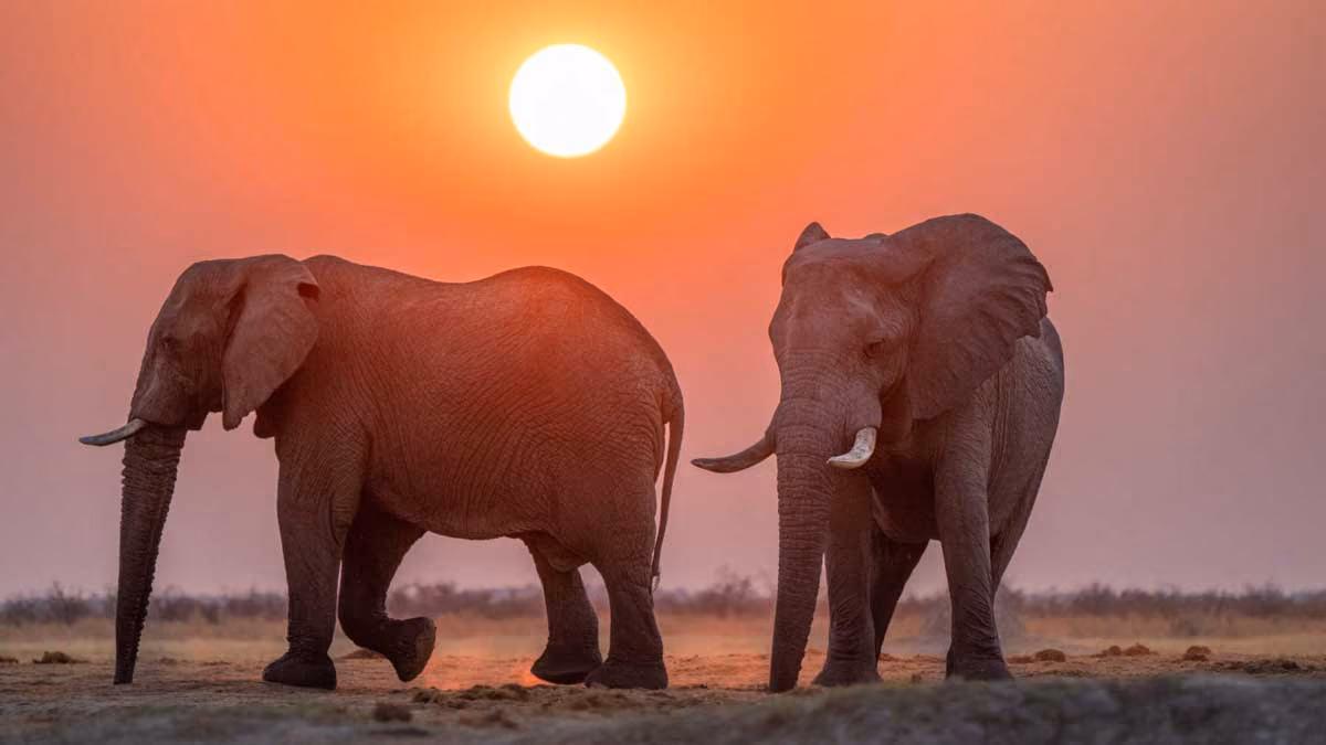 Two elephants standing and walking on dry land during a vibrant orange sunset.