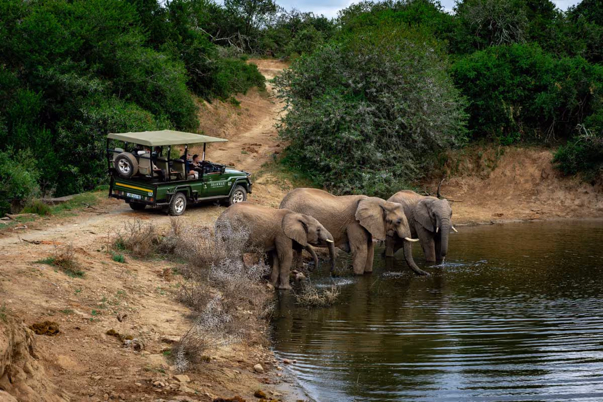 Three elephants drinking water from a pond while a safari jeep with people looks on from nearby.